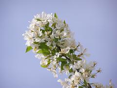 flowers09a (94)